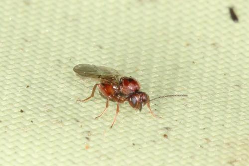 Réf. 296 822 : Cynipini inconnu
